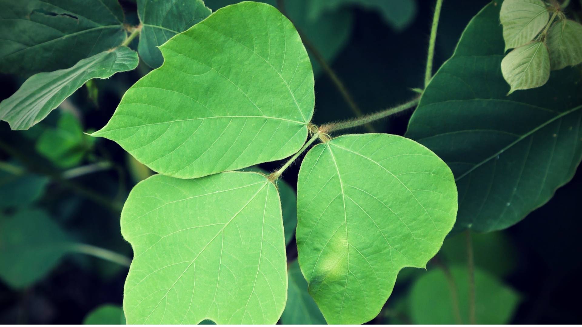 Kudzu Leaf: الفوائد الصحية وطرق العمل