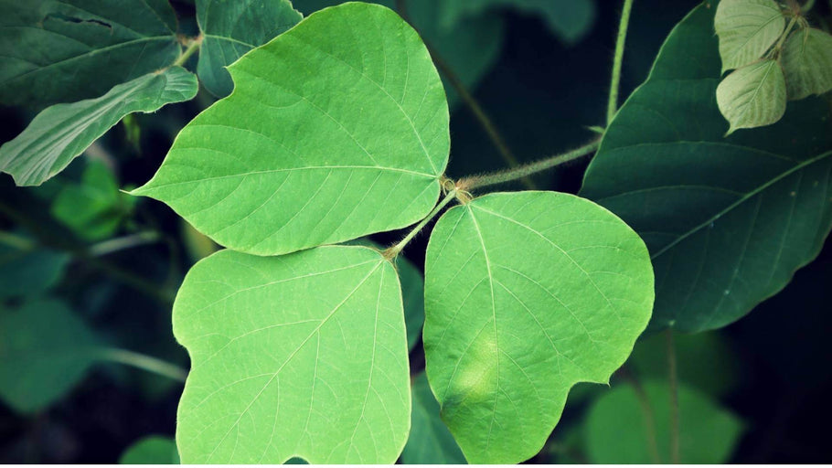 Kudzu Leaf: benefici per la salute e modi per prendere