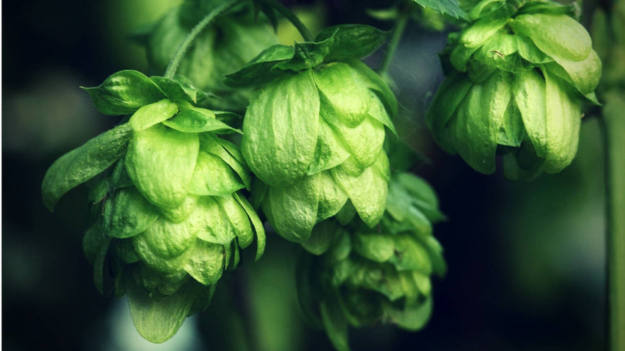 Natural Breast Enlargement Herbs: 11 Botanicals with Proven Action