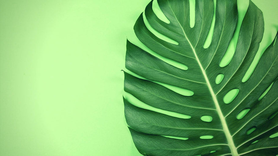 Natural Breast Augmentation Methods and Their Effectiveness Reviewed