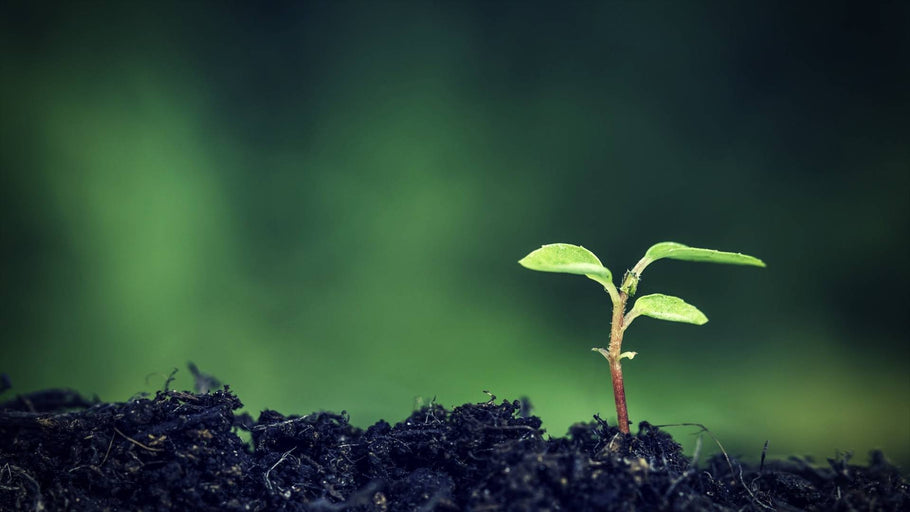 Herbal Estrogen: Best Sources, Health Benefits, and Side Effects